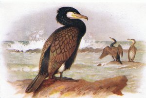 Cormorão